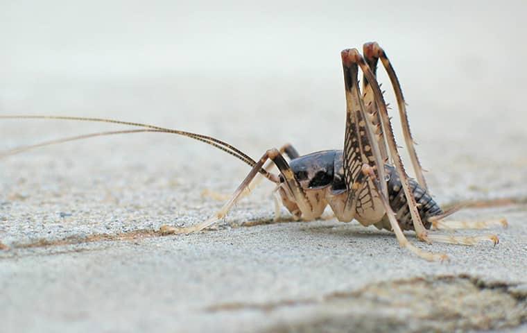 Top Camel Cricket Prevention Tips