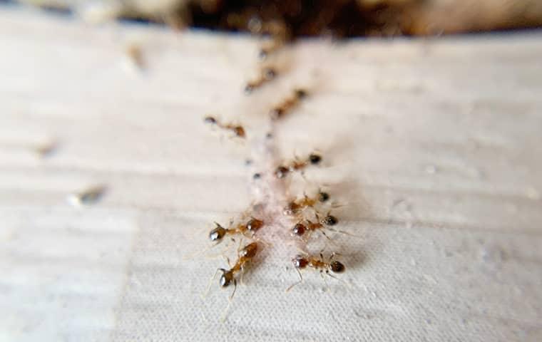 preventing ants in new york homes