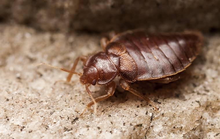close up picture of a bed bug