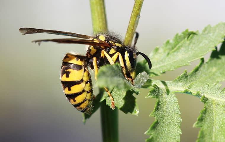 Protect Your Property Against Stinging Insects a large yellow and brown stinging wasp hanging over a plant in a westchester newyork garden