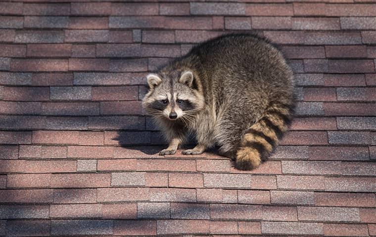 learn more about the problems raccoons can cause