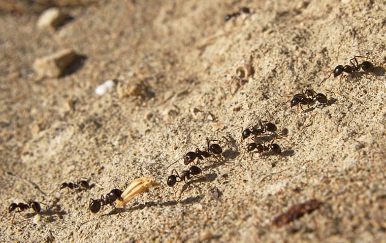 ants with food moving in a line