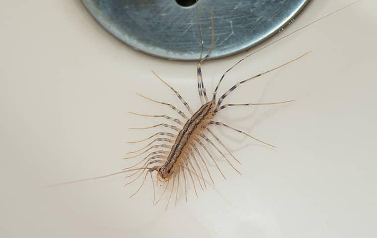 centipede on a new york kitchen table