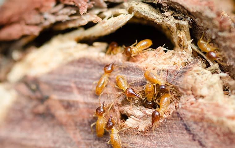 Termites Are Attracted To Homes That Already Have Damaged Wood termites eating wooden structure in new york
