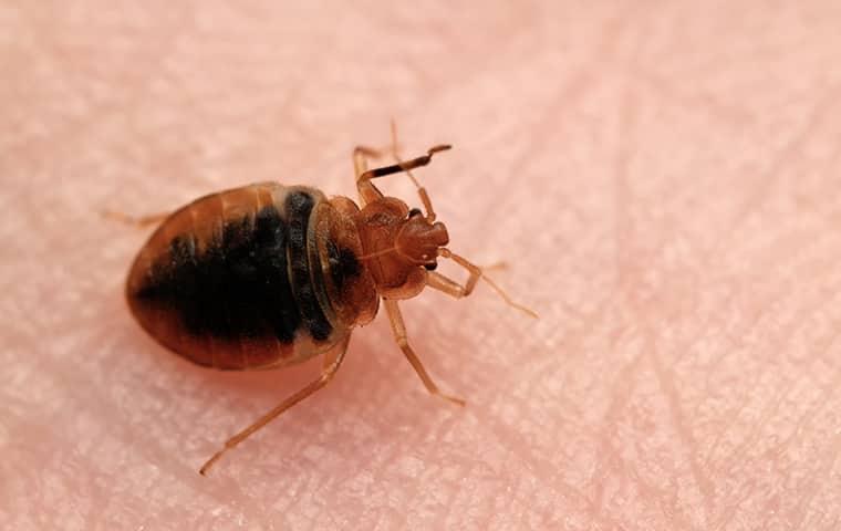 What Do Bed Bugs Look Like close up image of a bed bug