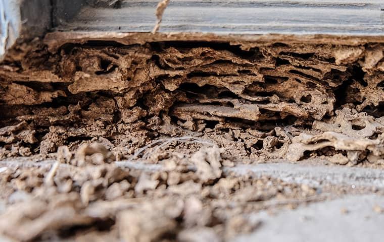 termite damage to wood window frame