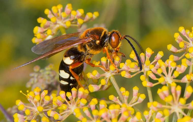 cicada killer wasps