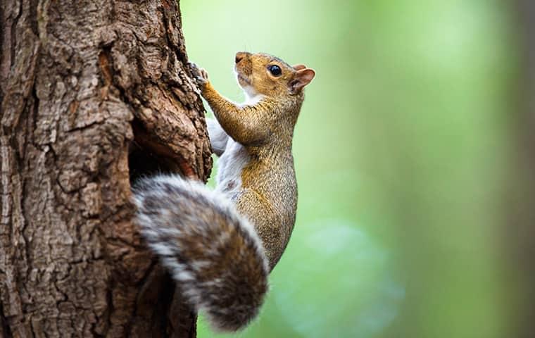 Learn More About What Wildlife Is squirrel climbing up tree