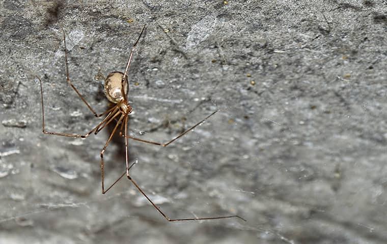 British homes being invaded by daddy-long legs spiders that will