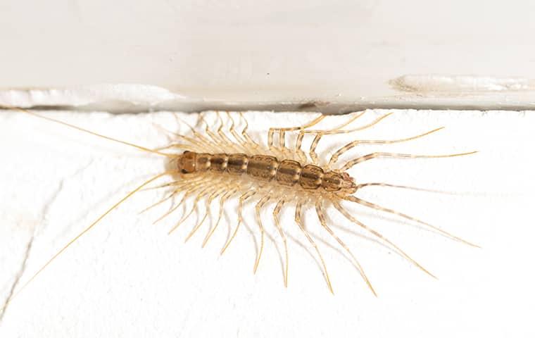 close up image of a centipede