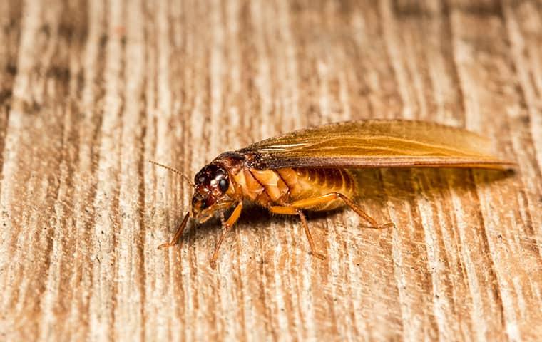 swarming termite on wood