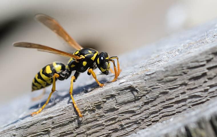 Enjoy Your Yard This Year yellow jacket on a log in new york
