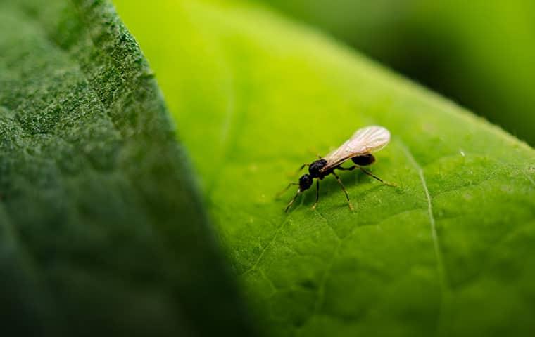 Take Notice Of Where You See Flying Ants flying ants in new york