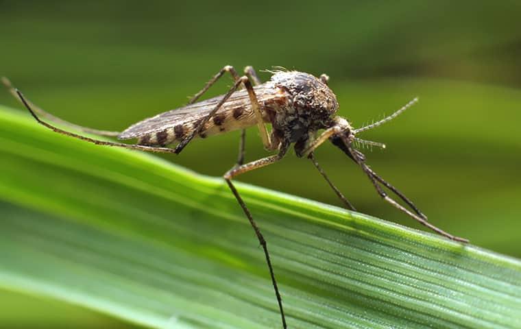a mosquito on a leaf outside