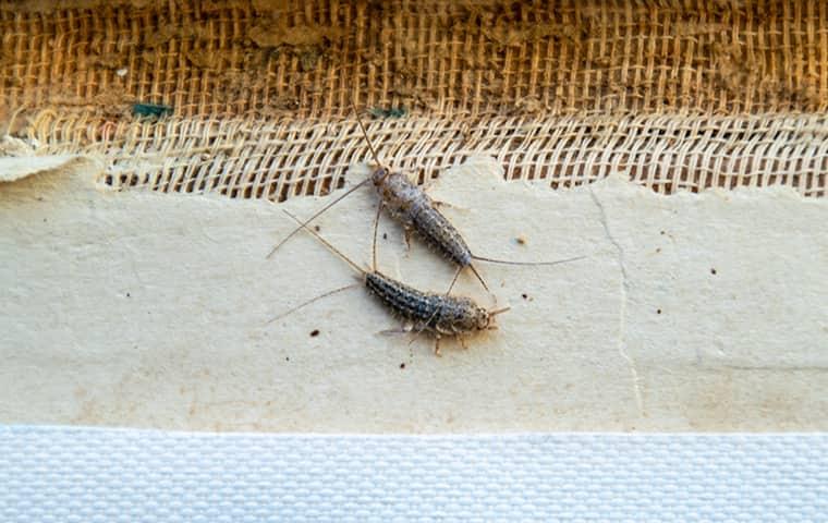 two silverfish on old book