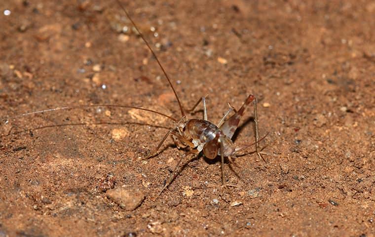 Why Camel Crickets Are So Common In New York Homes