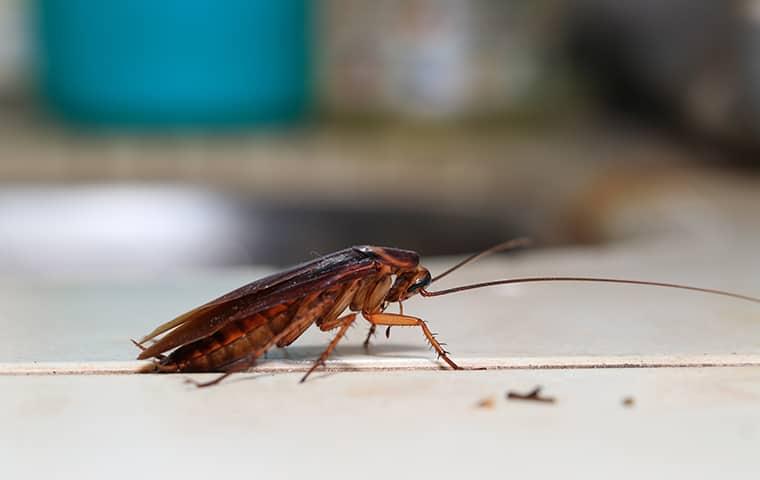 cockroach on a kitchen counter top