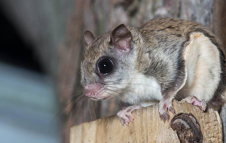 Flying squirrel? I've never seen one in central Maine before. : r