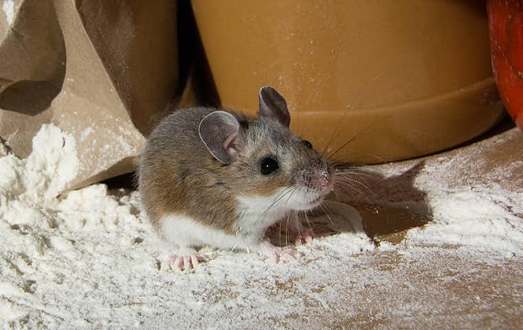 People, mice head indoors for winter