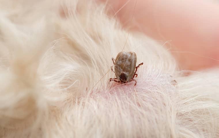 tick embedded into a family pet