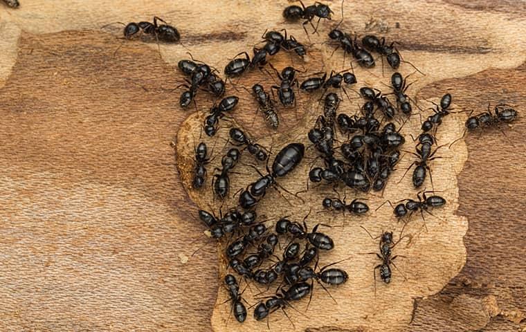 carpenter ants working on a homes studs