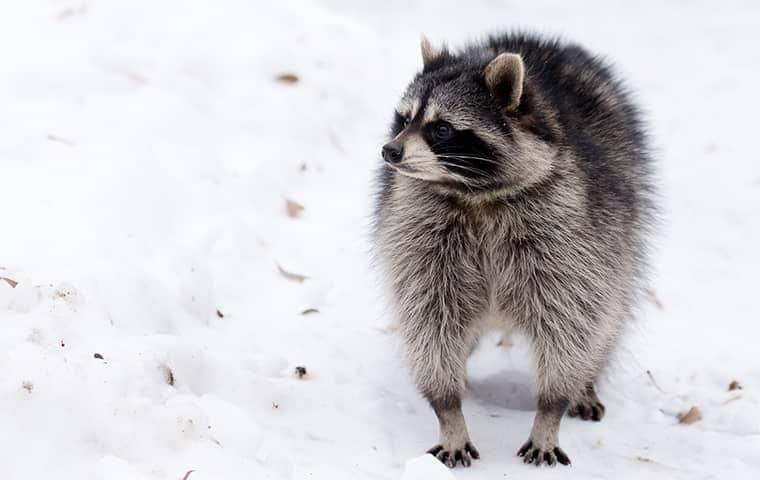 Keep Wildlife Away From Your New York Home raccoon in new york