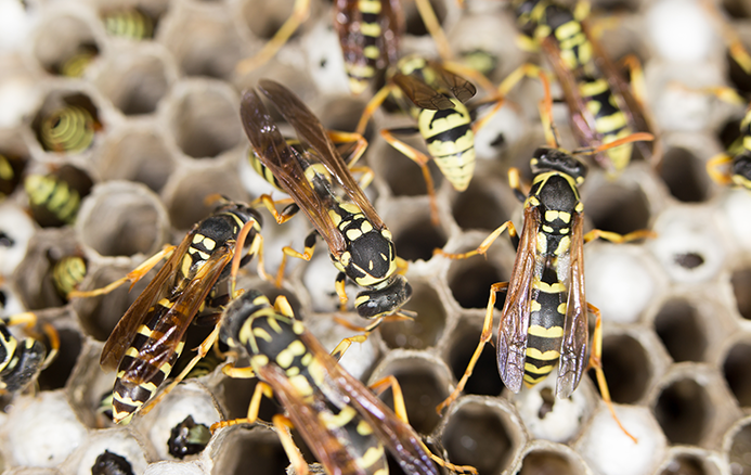 up close image of yellow jackets on their nest