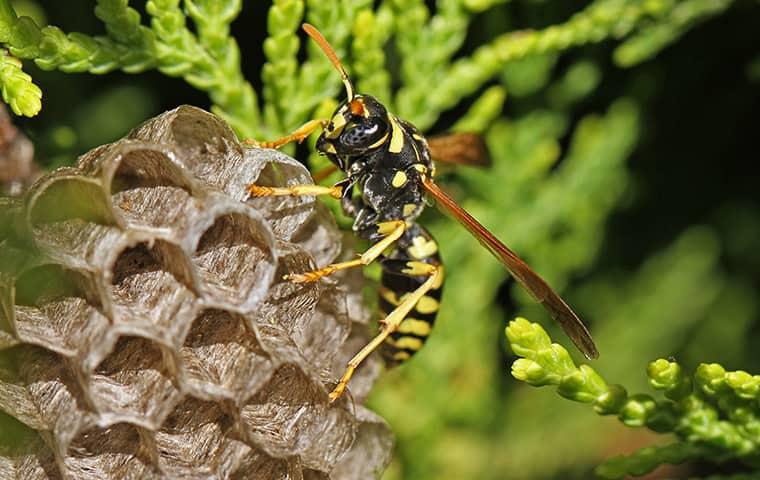 Learn More About The Many Different Stinging Insects In Your New York Area stinging insect on nest in new york
