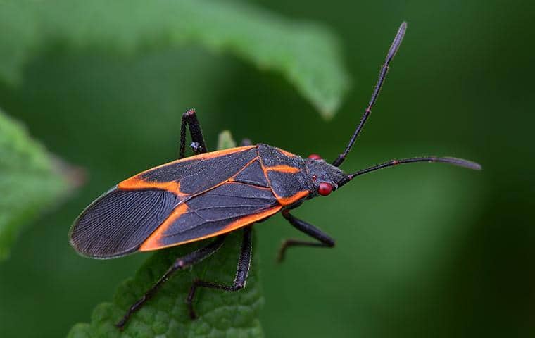 A Guide To Box Elder Bugs In NY & CT | Parkway Pest Services