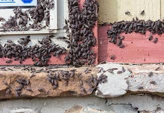a multitude of box elder bugs infesting a new york home