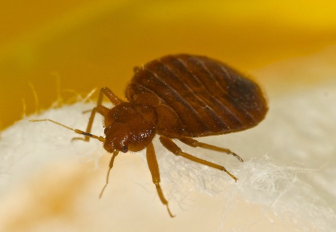 bed bug crawling on cotton
