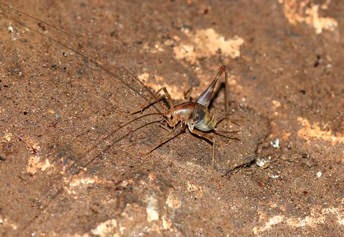 When Do Camel Crickets Come Out - Female camel crickets lay their eggs