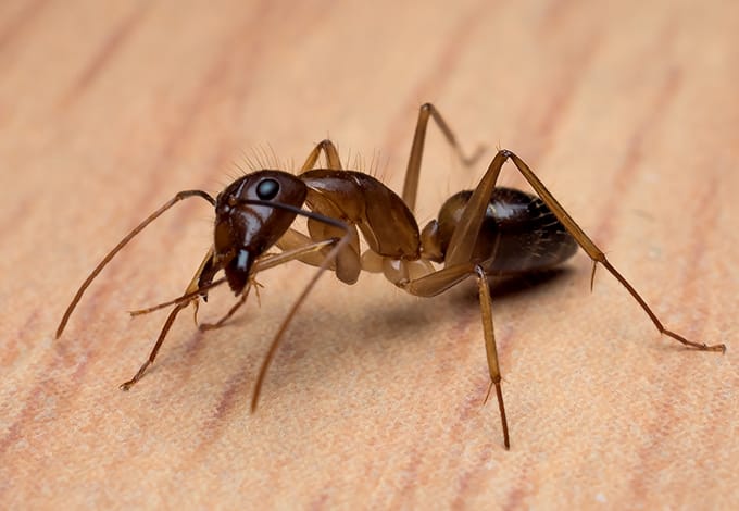 close up of carpenter ant