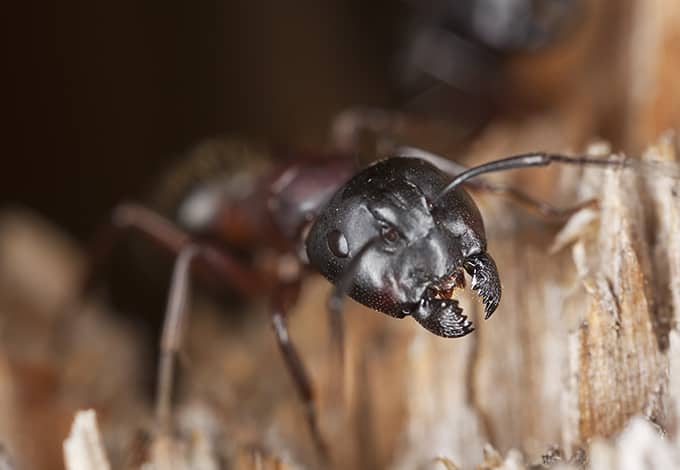 carpenter ant on wood