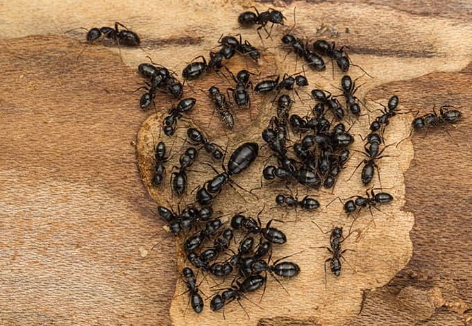 large black ants in kitchen sink