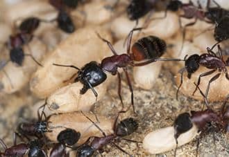 a colony of carpenter ants at a new york home
