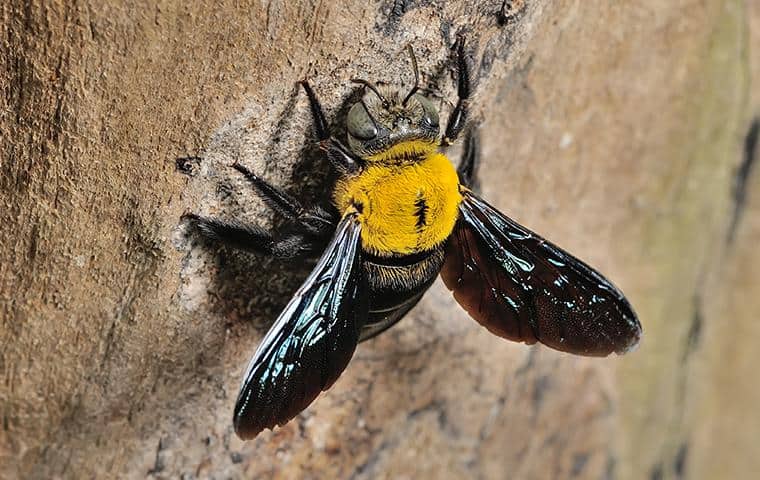 a carpenter bee on a tree in nassau county