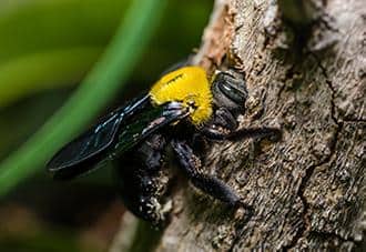 a carpenter bee on a tree in danbury connecticut