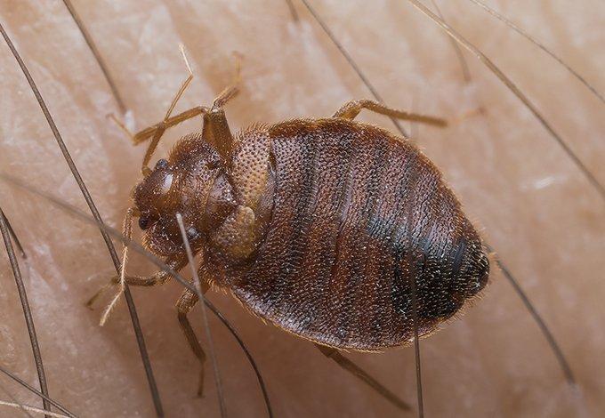 a bed bug crawling on skin biting in cedarhurst
