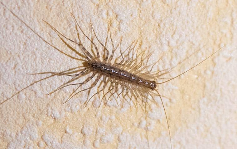 a centipede crawling inside a long island home