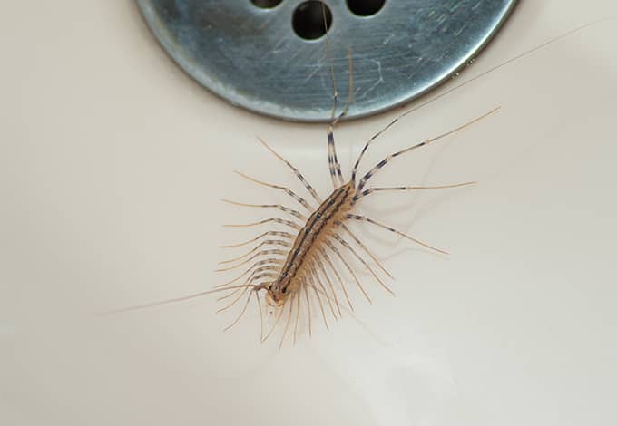 centipedes in bathroom sink