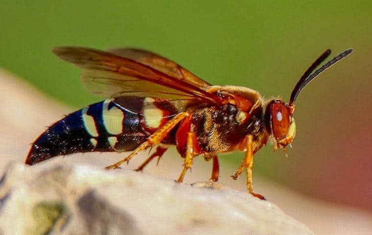 a cicada killer wasp outside a home in suffolk county