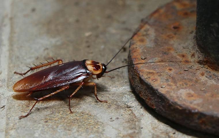 Learn More About Cockroaches a cockroach near a drain in nassau county new york