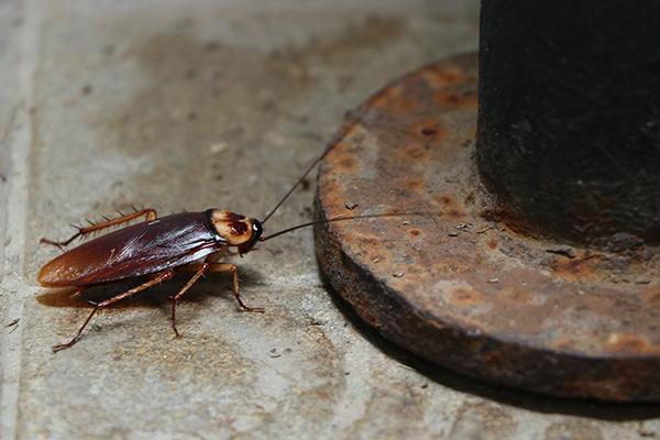cockroach in a basement