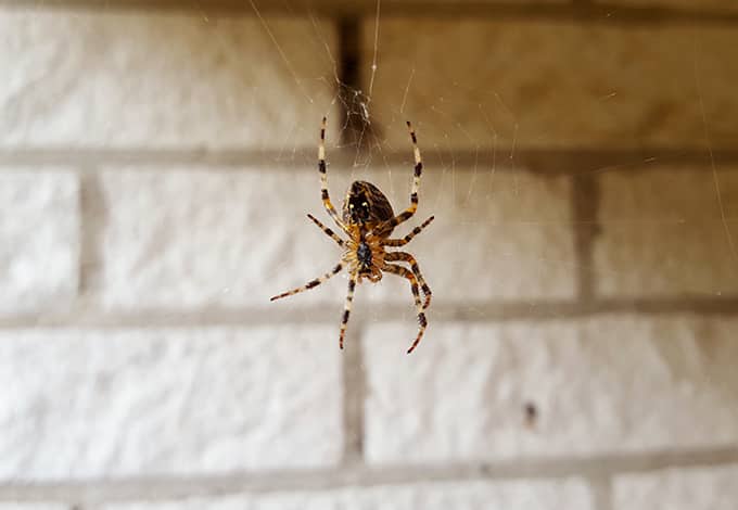 American House Spider