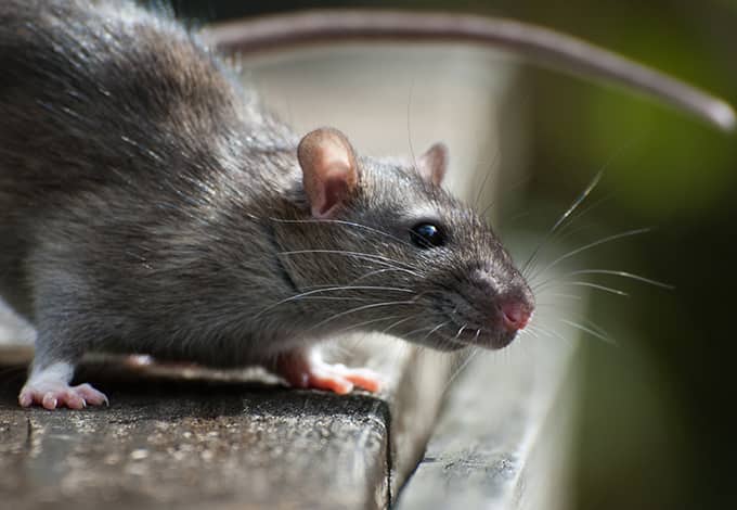 Rat Vs. Mouse: Is There A Difference Between Mice & Rats