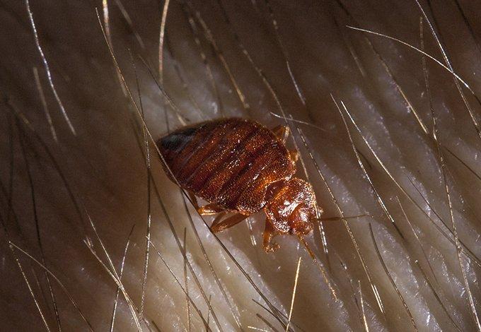a bed bug crawling on skin in dobbs ferry