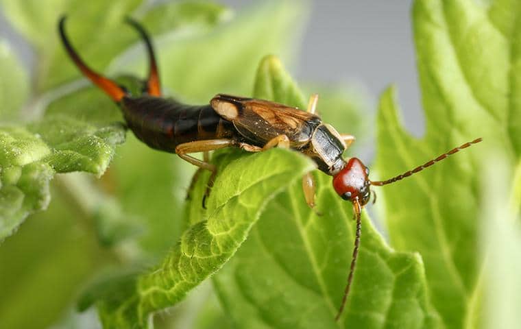 an earwig on a leaf outside of a home in white plains
