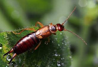 an earwig crawling outside a home in white plains