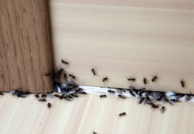 ants in kitchen 